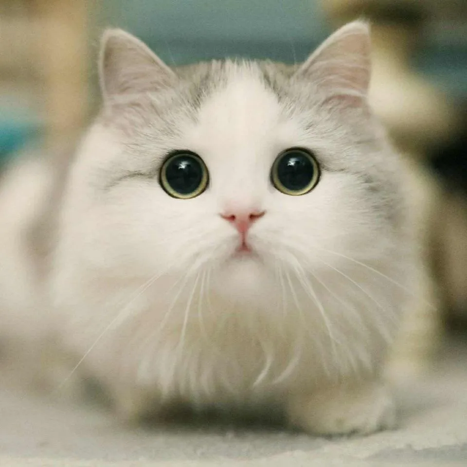 碎梦的头像-天机阁